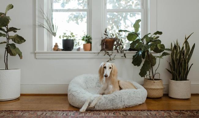 large dog sits in its bed under a windowsill full of potted plants